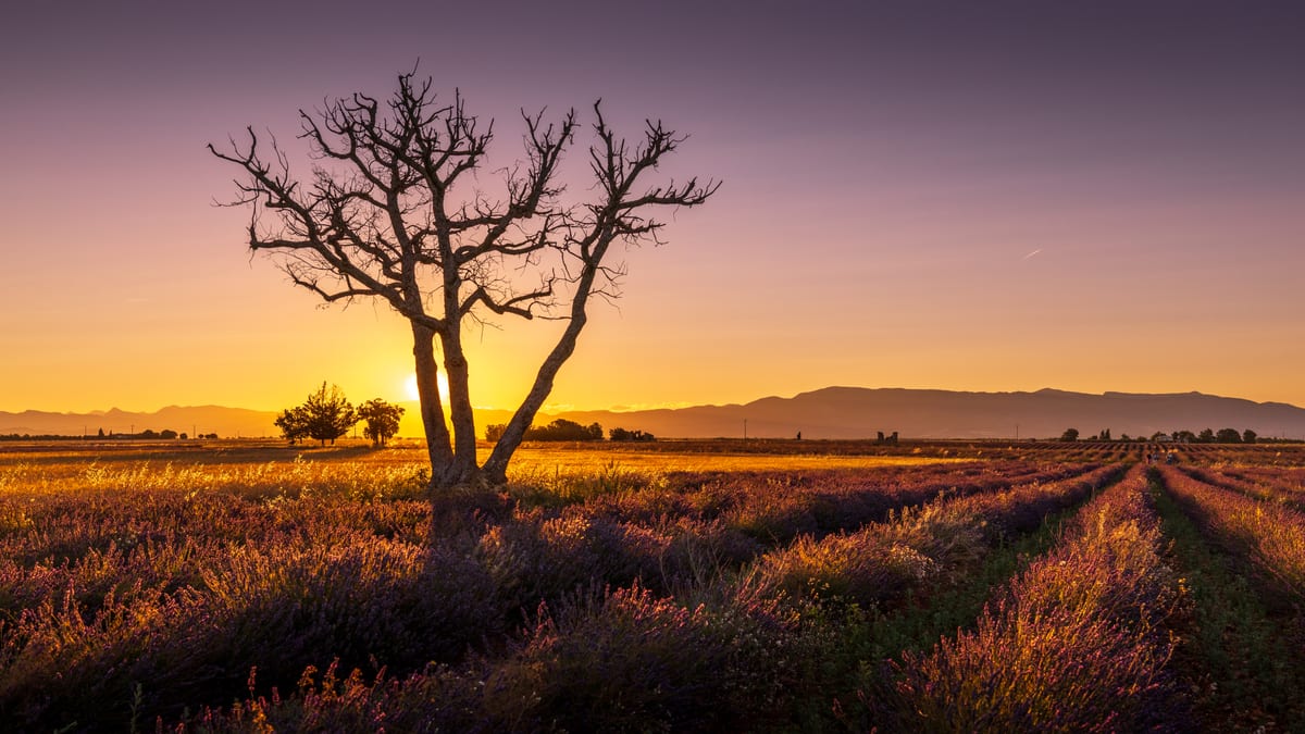A bare dead tree standing in rows of lavender, silhouetted against a violet and orange sky as the sun rises behind it.