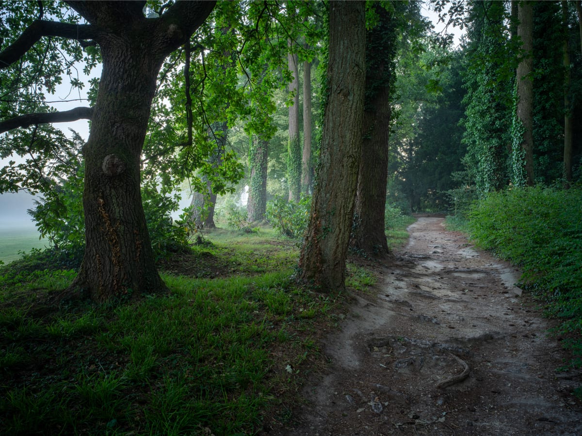 A dirt path curving between mature oaks and beeches, mist hanging among the trunks in the green half-light of early morning.