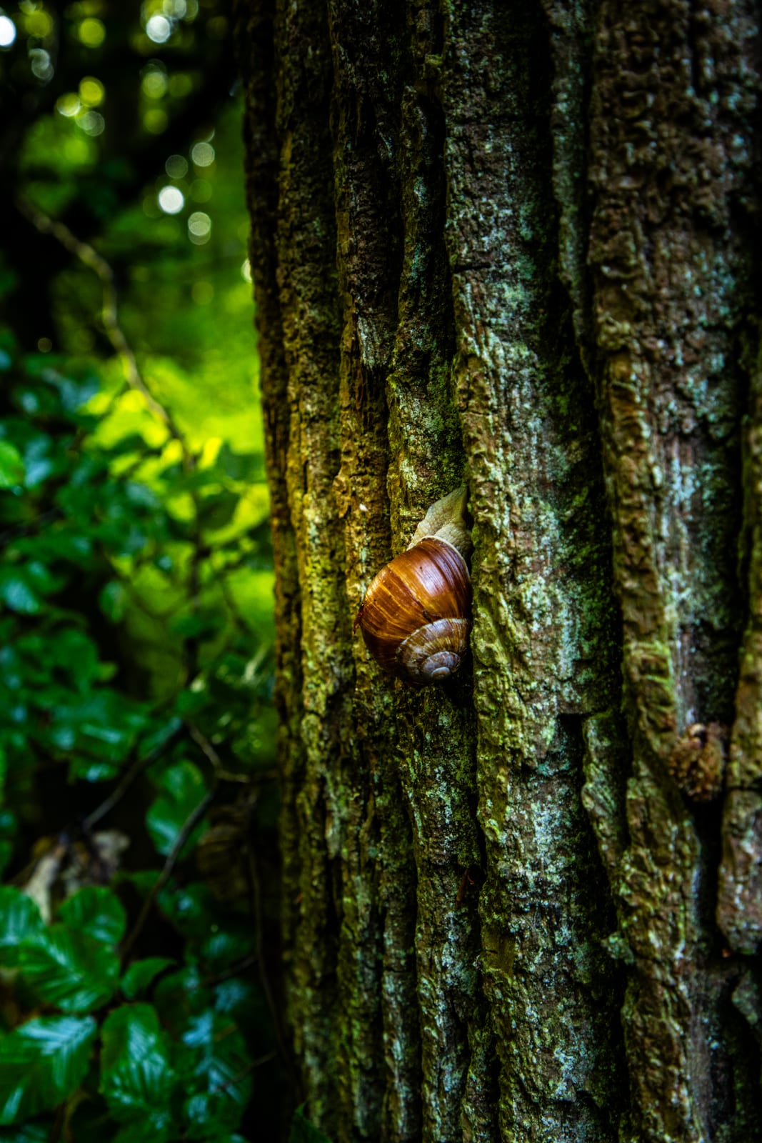 A brown-banded snail climbing the mossy bark of a tree trunk, green leaves out of focus behind it.