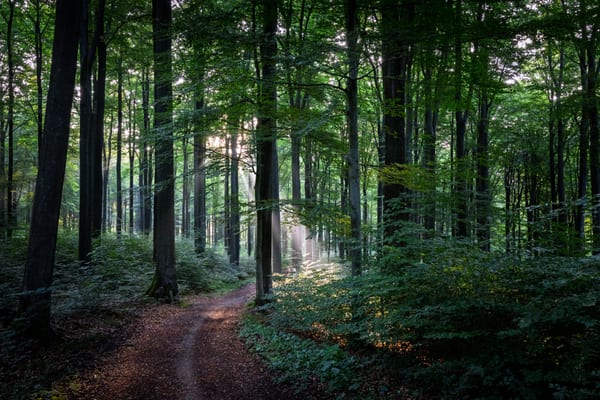 A narrow path through tall beech trunks with a shaft of sunlight breaking through the canopy and lighting the ground.