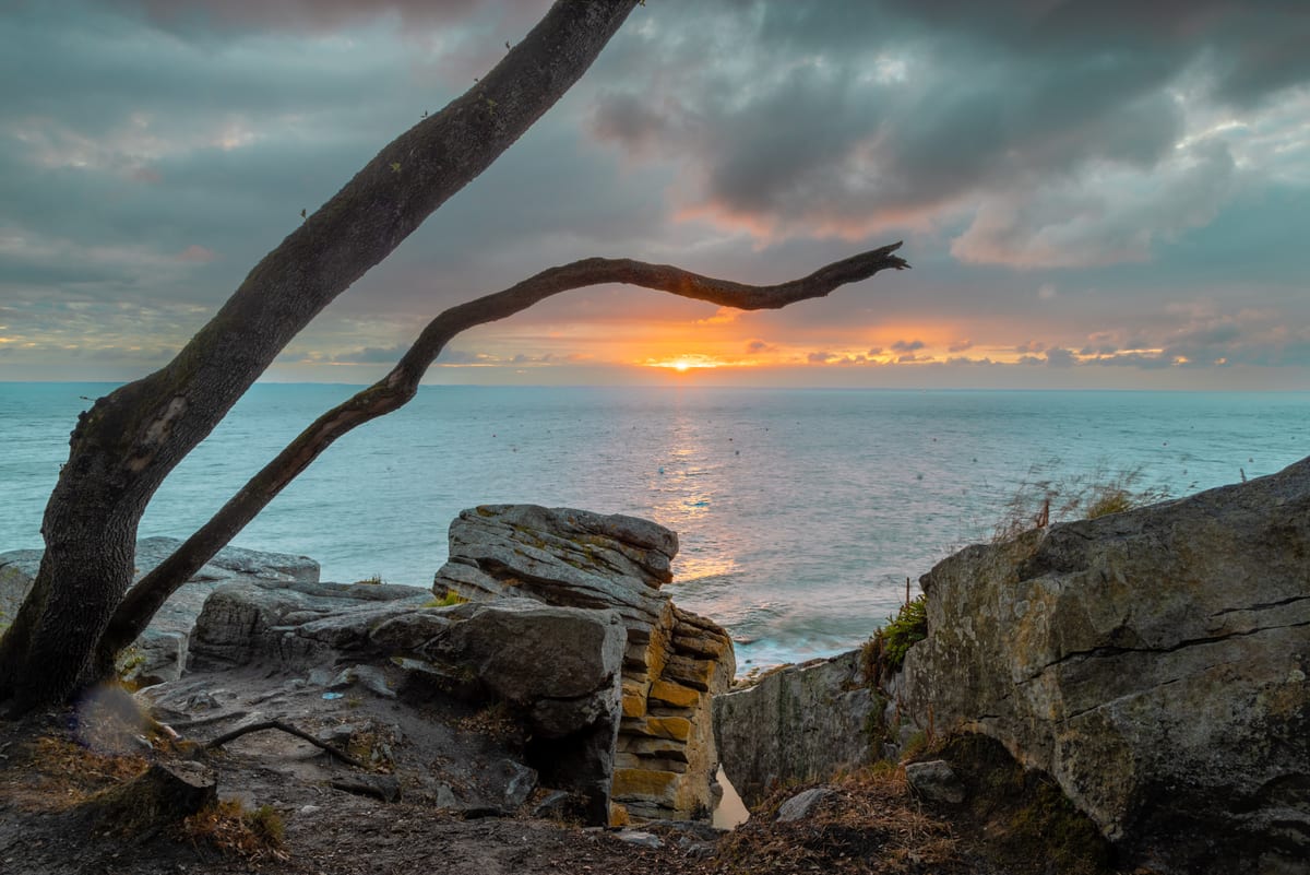 A bare curving tree branch arching over rocks on the shore, framing the sun rising through cloud over the sea.