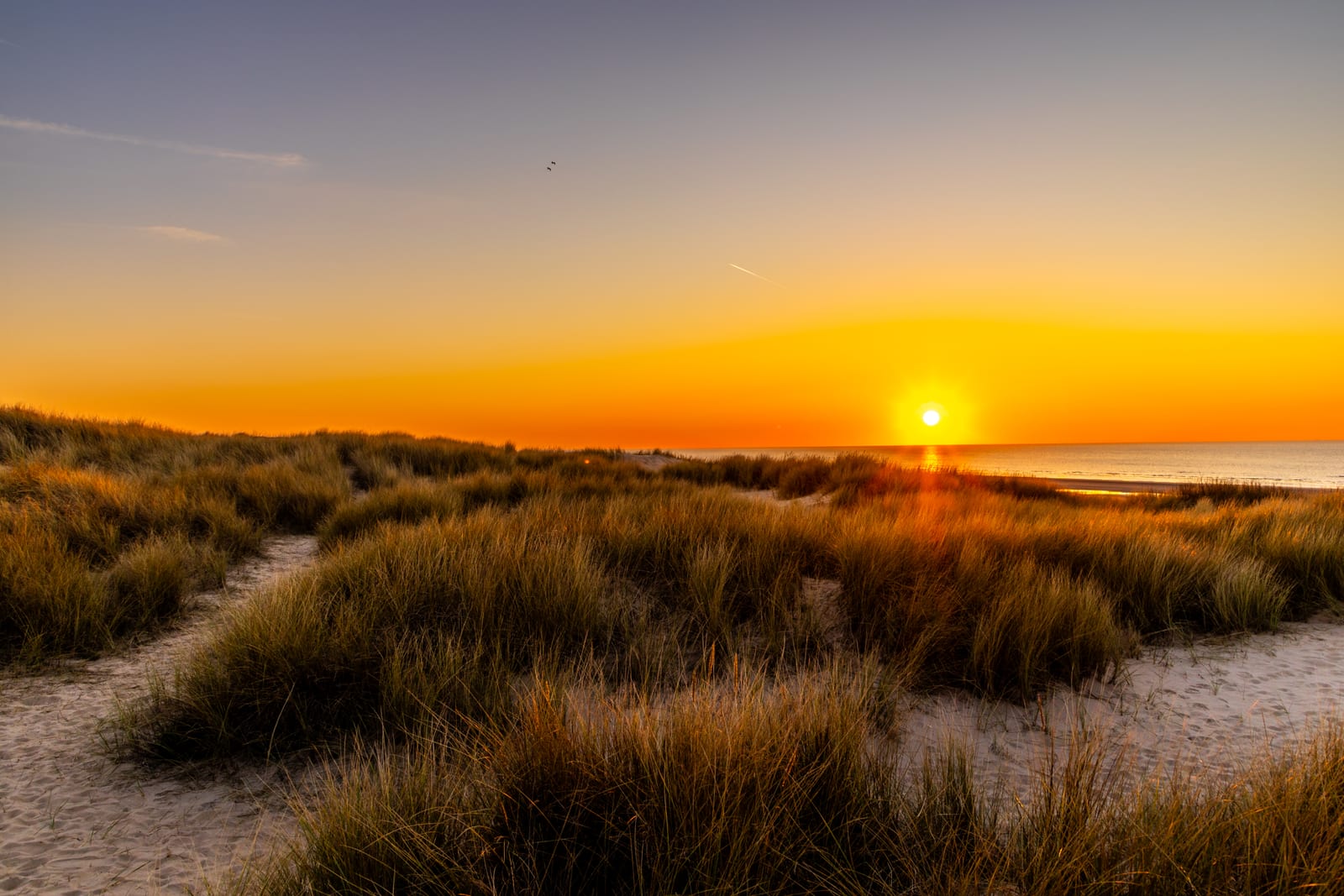Marram grass on the dunes at De Haan lit sidelong by the setting sun, with the North Sea and a clear orange sky behind.