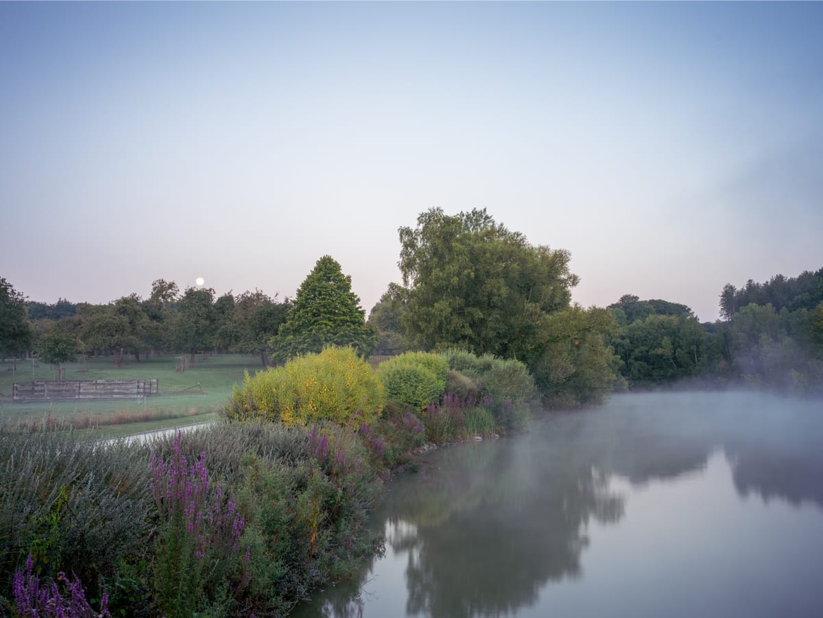A pond at dawn with mist drifting over the water, reeds and flowering plants along the bank and a pale moon low in a blue and magenta sky.
