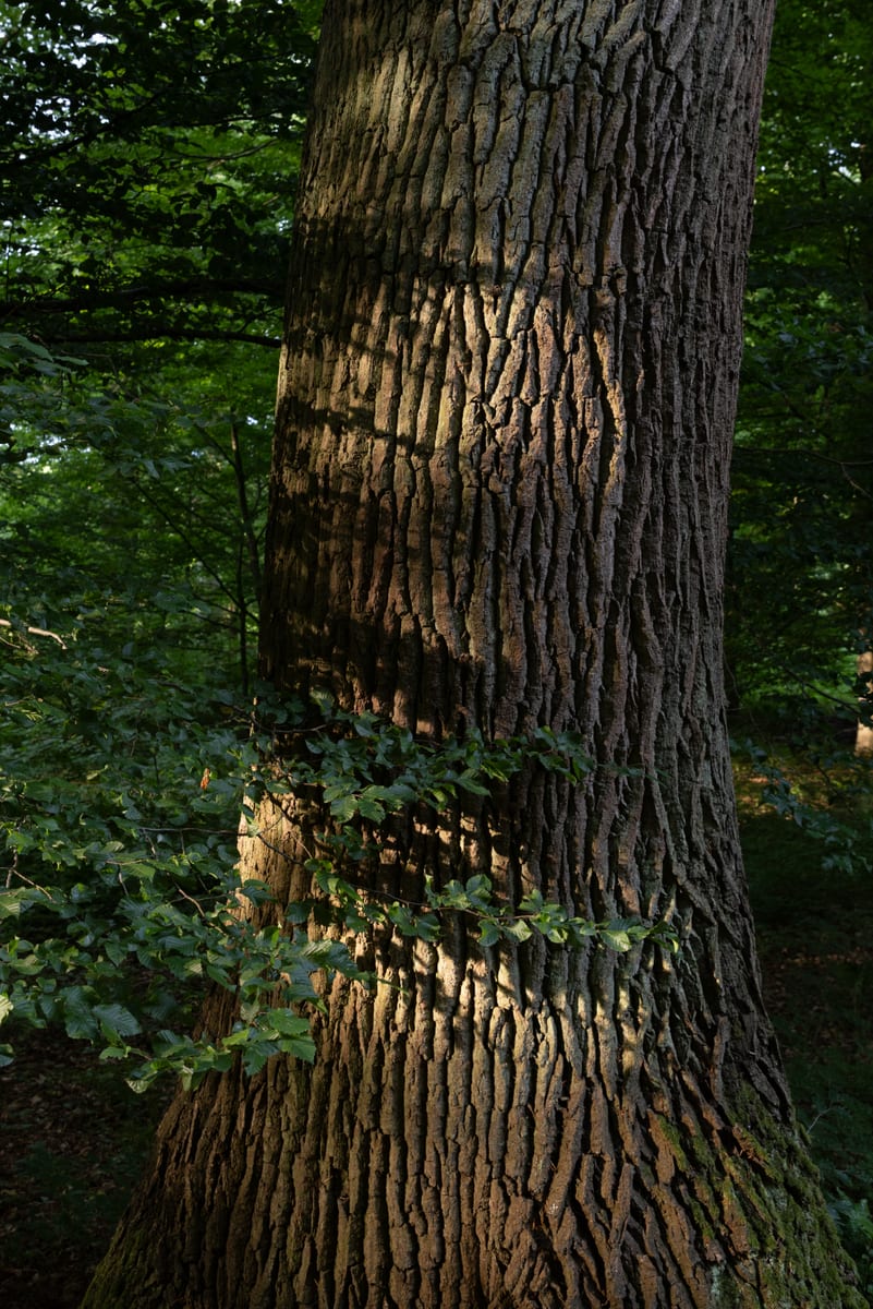 The deeply ridged trunk of an old oak lit by low sun, with leaf shadows falling across the bark and ivy climbing its base.