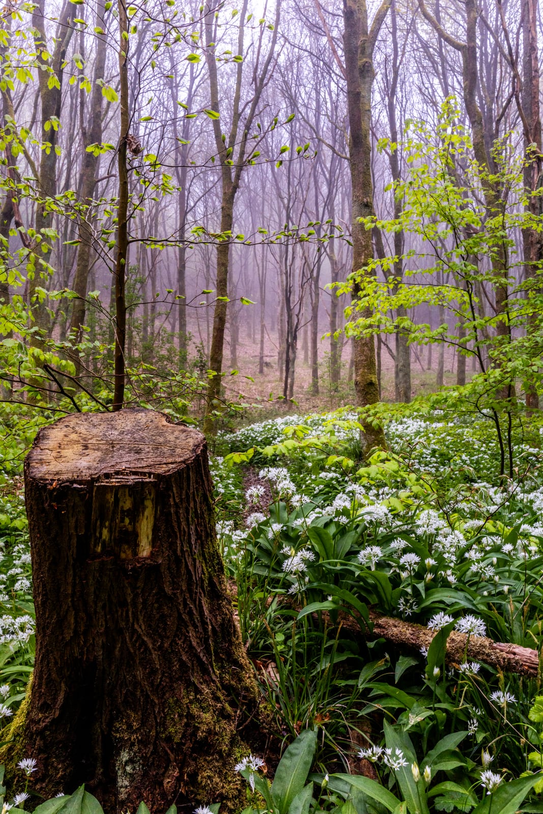 A cut tree stump in a clearing carpeted with white wild garlic flowers, bare spring trees fading into mist behind.